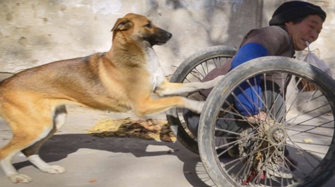 συγκινητική-ιστορία-σκύλος-βοηθά-καθ-60197