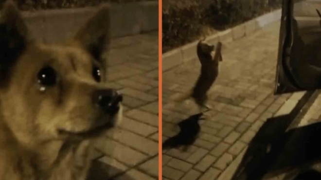 φιλόζωος-περαστικός-τάισε-αδέσποτο-σ-64147