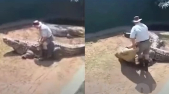 τεράστιος-κροκόδειλος-βουτά-τον-εκπα-60294