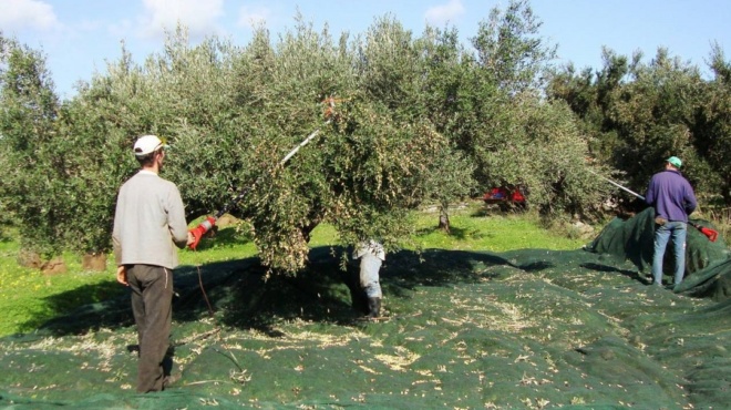 χαλκιδική-ψάχνουν-5000-εργάτες-για-το-μάζ-62368