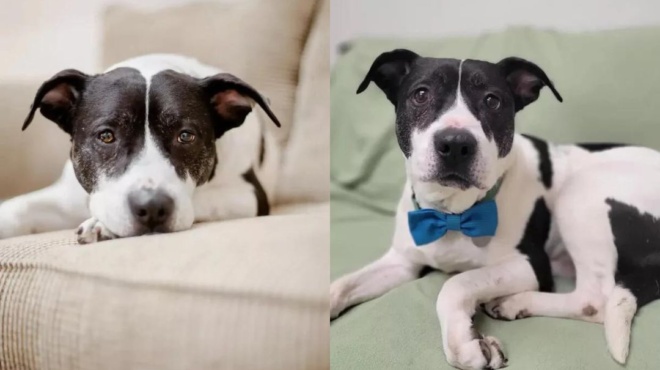 ο-φλιπ-πέρασε-2-555-μέρες-σε-καταφύγιο-αδέσ-66511