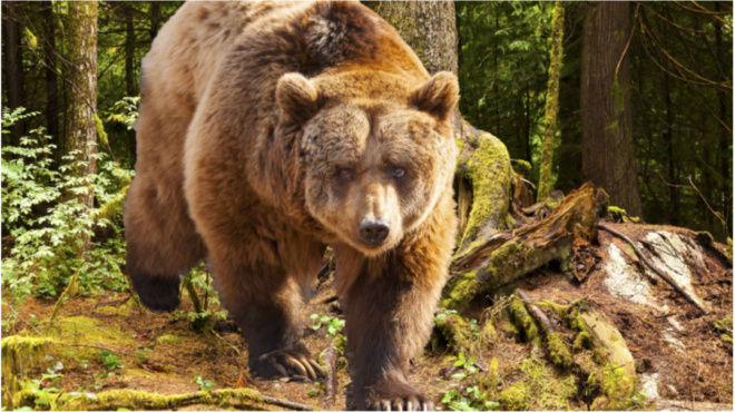 από-τις-καφέ-αρκούδες-έως-τους-γκρίζου-74254