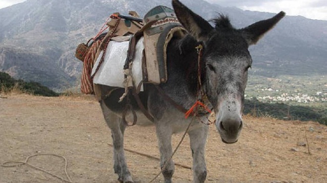 αχαΐα-πώς-ένας-γάιδαρος-εμπλέκεται-σε-67936