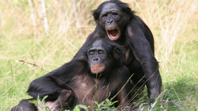 ένας-νέος-ιός-ζώων-που-θυμίζει-έμπολα-67471