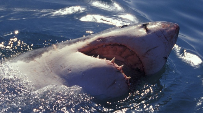 φάλαινες-δολοφόνοι-κυνηγούν-και-κατ-67496