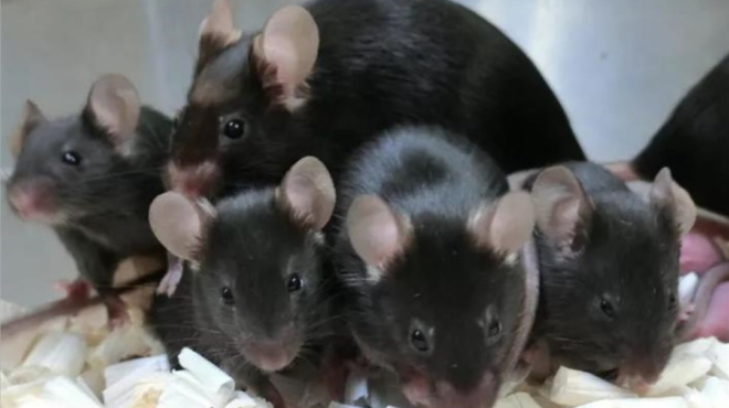 έβαλαν-ποντίκια-να-ακούσουν-μουσική-κ-87474