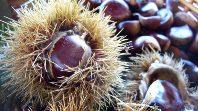 δεν-πάει-το-μυαλό-σας-πώς-βγήκε-η-φράση-822-84052