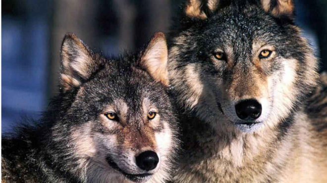 τρίκαλα-χορεύοντας-με-τους-λύκους-έ-84060