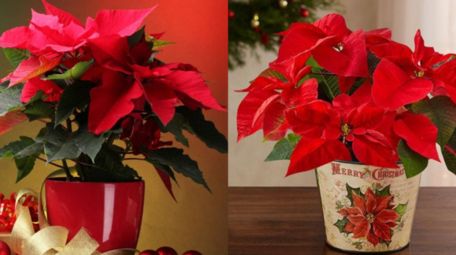 αλεξανδρινό-το-δώρο-στο-χριστό-η-σ-87811