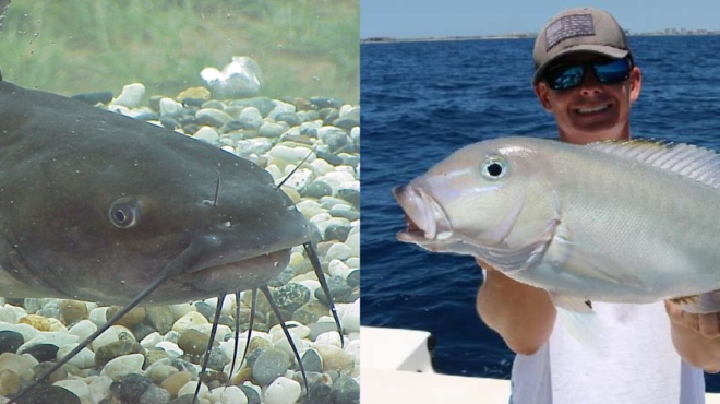 9-ψάρια-που-καλό-θα-ήταν-να-τα-αποφεύγου-90431