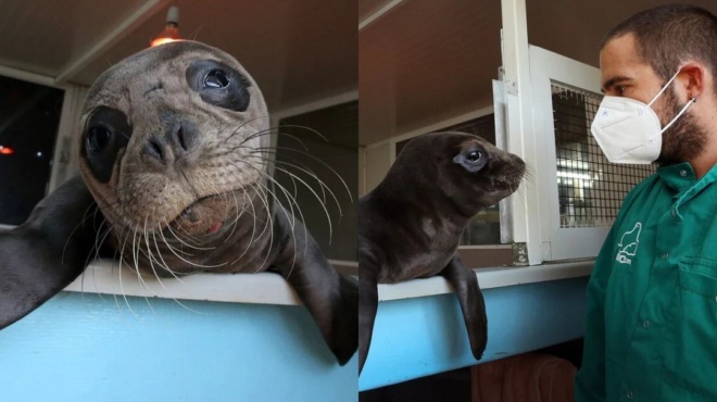 ορφανό-μωρό-φώκιας-μόλις-10-ημερών-ταξίδ-90496