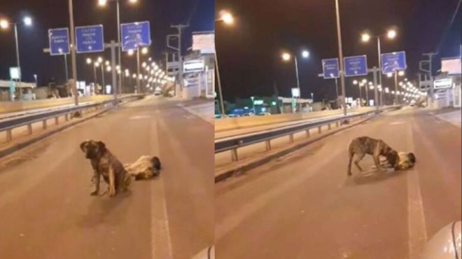 δάκρυζαν-όλοι-οι-περαστικοί-σκύλος-στ-117952