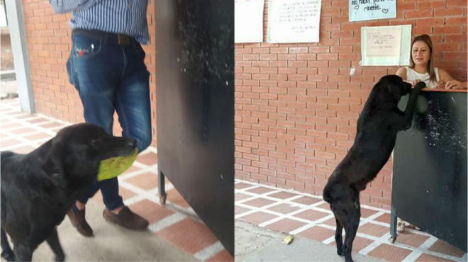 πανέξυπνος-σκύλος-είδε-φοιτητή-να-αγο-131278
