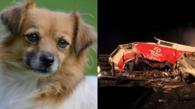 υπάρχουν-άγγελοι-πώς-ο-σκύλος-τους-131775