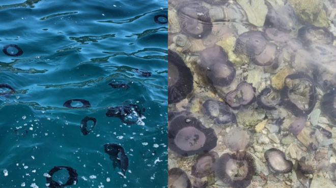 η-θάλασσα-έγινε-μαύρη-φώναζαν-οι-λουόμ-146063