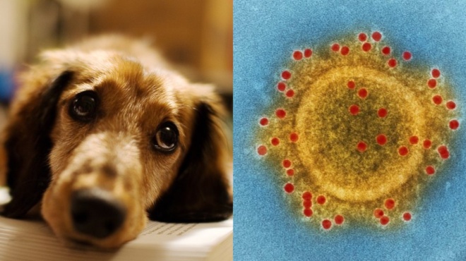 γρίπη-των-σκύλων-η-νέα-υγειονομική-α-146710