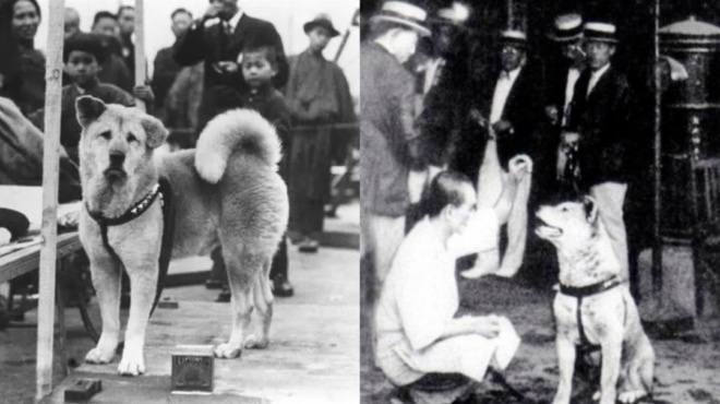 χάτσικο-η-αληθινή-ιστορία-του-σκύλου-π-147860