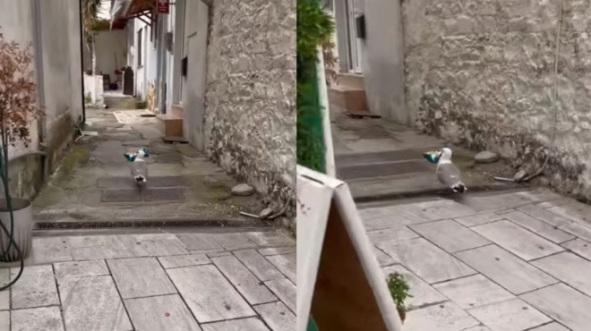 απίστευτο-κι-όμως-αληθινό-γλάρος-κλέ-152607