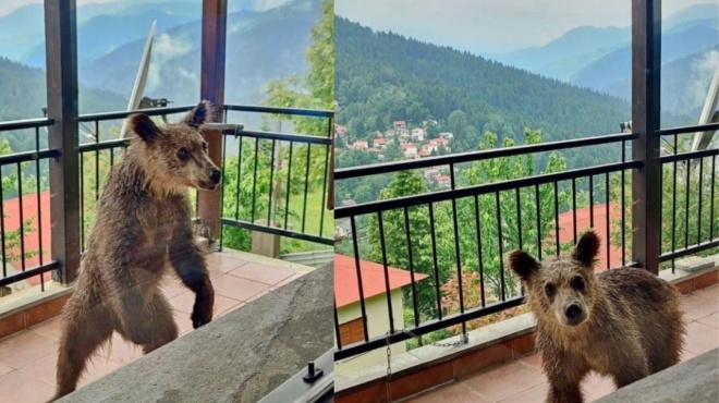 απίστευτο-κι-όμως-αληθινό-αρκουδάκι-σ-158749
