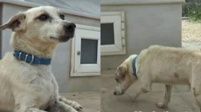 συγκινεί-ο-χάτσικο-της-κορινθίας-σκ-157819