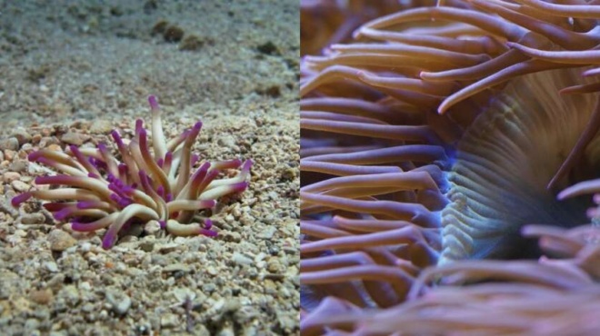 πως-αποφεύγουμε-την-θαλάσσια-ανεμώνη-t-167324