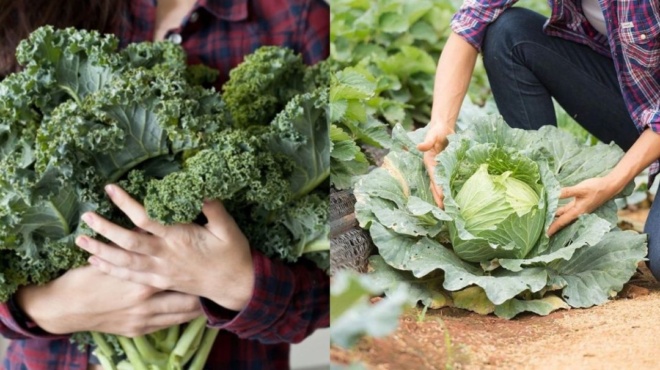 το-φάρμακο-του-φτωχού-ποιες-αρρώστι-174552