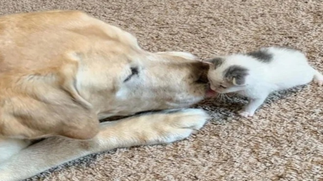 υιοθεσία-γάτας-η-πιο-γλυκιά-φιλία-ανάμ-181448