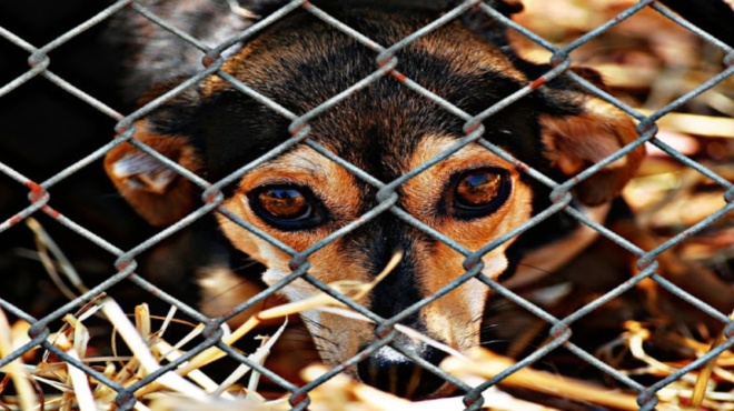 τον-υιοθέτησαν-και-τον-έσωσαν-ζευγάρι-179474