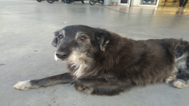 χίλια-μπράβο-το-κατάστημα-σκλαβενίτη-178218