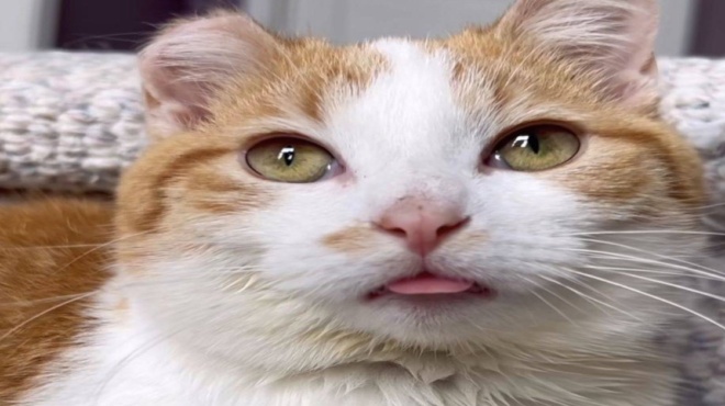 λύγισαν-και-οι-πέτρες-ένα-αδέσποτο-γατ-179511