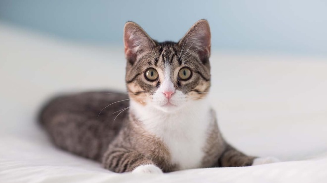 η-πιο-γλυκιά-υιοθεσία-αδέσποτη-γάτα-ακ-179706