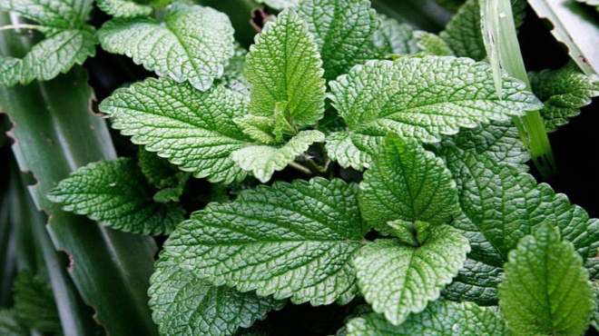 οι-επιστήμονες-μίλησαν-το-βότανο-που-δ-177408