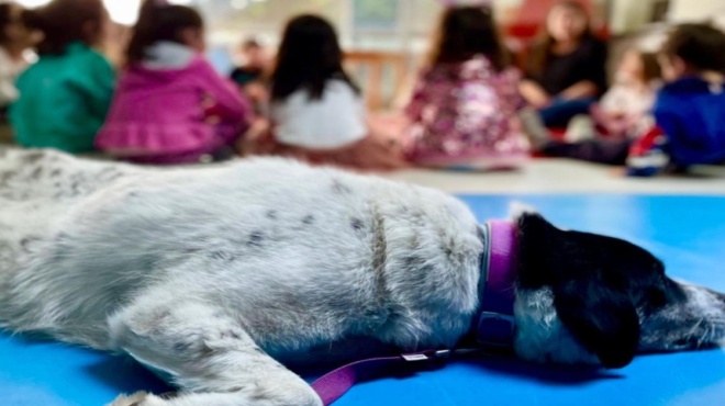 υιοθεσία-αδέσποτου-το-σχολείο-που-υιο-181511