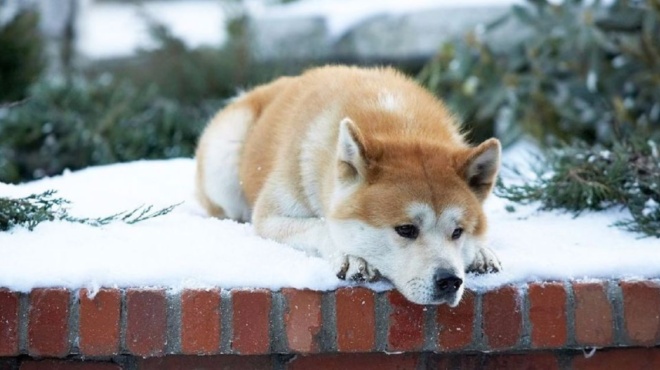 χάτσικο-θα-σαι-για-πάντα-ο-λόγος-που-181965