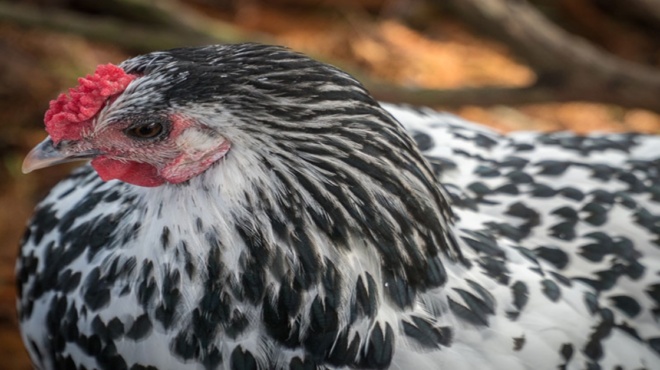 κερδίζει-το-χαμόγελο-σας-όλοι-μιλάνε-γ-178209