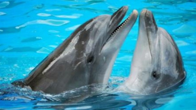 αθώες-ψυχούλες-δελφίνια-νιώθουν-μονα-178799