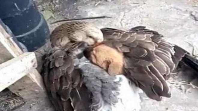 λιώνει-καρδιές-χήνα-προστατεύει-κουτ-178575