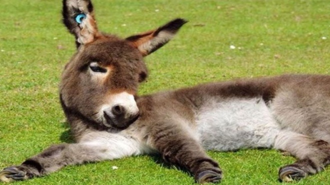 υιοθεσία-ζώου-η-17χρονη-μαθήτρια-έσωσε-180685