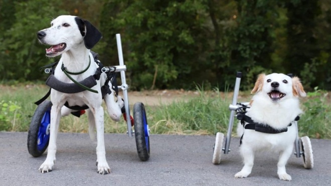 μόνο-υπερηφάνεια-ο-έλληνας-υδραυλικό-178989