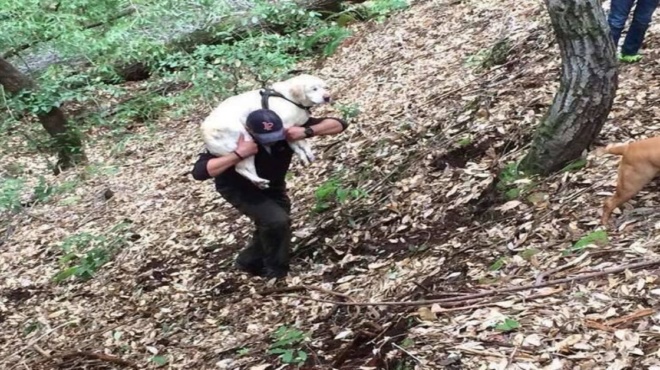 αίσιο-τέλος-για-το-τυφλό-λαμπραντόρ-ο-ά-181672