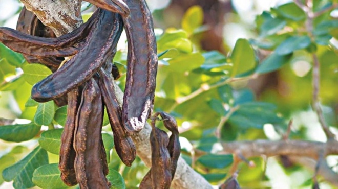 η-τροφή-των-φτωχών-το-υπερτρόφιμο-ασ-177901