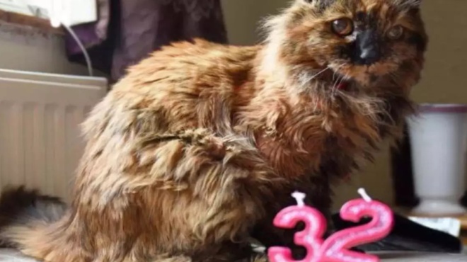 λιώσαμε-με-την-γηραιότερη-γάτα-στην-βρ-179622