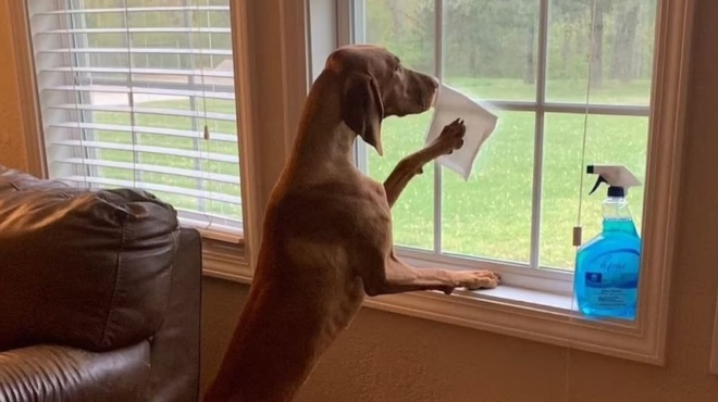 ευαίσθητος-σκύλος-βοηθάει-την-95χρονη-ι-185536