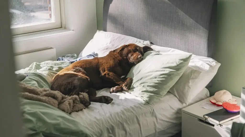 Τα κατοικίδια προσφέρουν πολλά οφέλη για την υγεία κατά τη διάρκεια της ημέρας, αλλά σκεφτείτε να τα κρατήσετε έξω από το κρεβάτι σας τη νύχτα