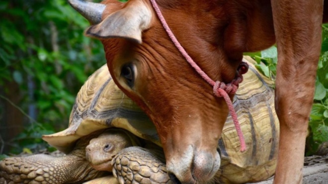 δυο-αχώριστοι-φίλοι-το-ανάπηρο-μοσχάρ-189412