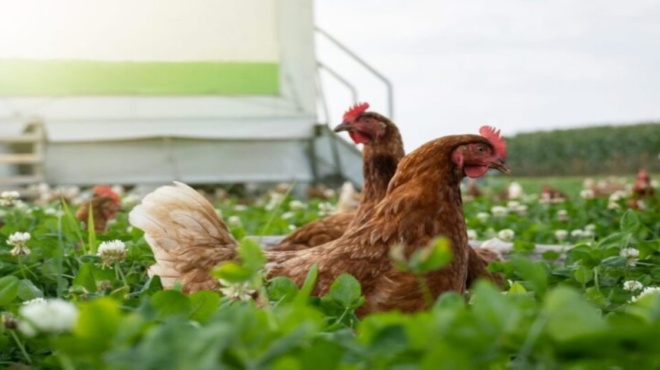 γρίπη-των-πτηνών-εξάπλωση-του-ιού-σε-ηπ-184721