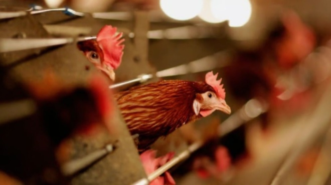 γρίπη-πτηνών-μεταδόθηκε-σε-αγελάδες-σ-189226