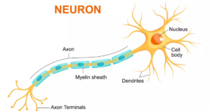 Myelin explanation