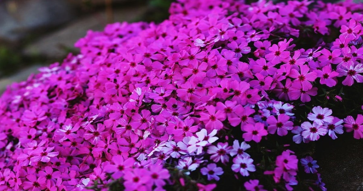 phlox subulata