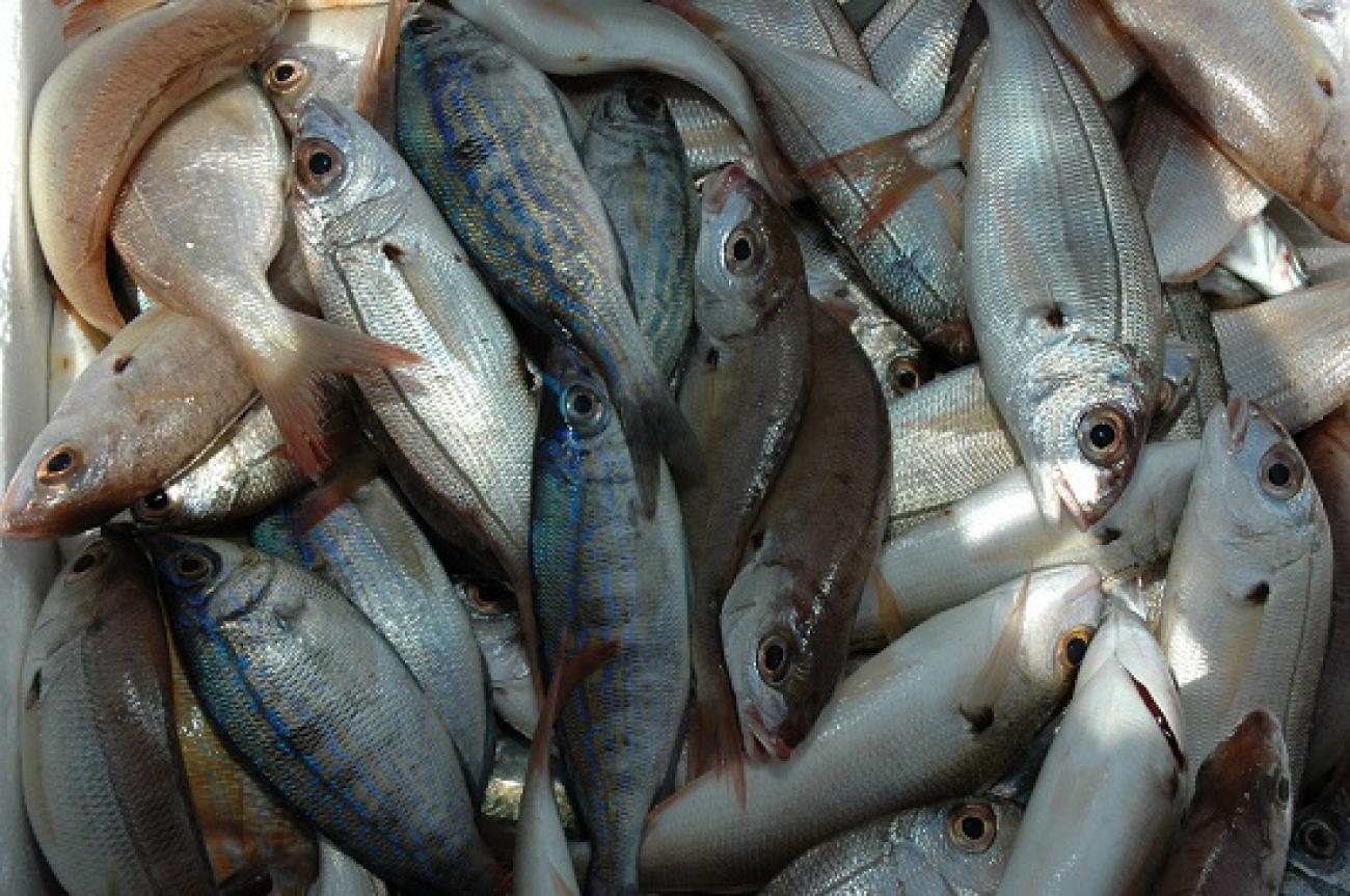 Αυτό είναι το πιο μολυσμένο ψάρι τα τελευταία 23 χρόνια